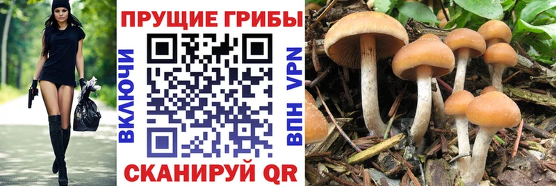 Купить закладки  Горбатов  Галлюциногенные грибы MAGIC MUSHROOMS 